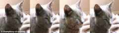 猫は半目状態から目を閉じ、次に目を細める