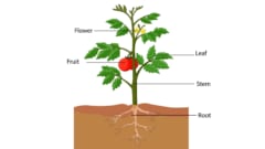 花、葉、実、幹、根の位置が正しいのは植物に方向があるから