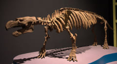 最古のジュゴン目「ペゾシーレン」の骨格