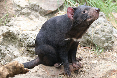 外来種を駆除するため 黒い悪魔 が3000年ぶりにオーストラリア本土へ帰還 ナゾロジー
