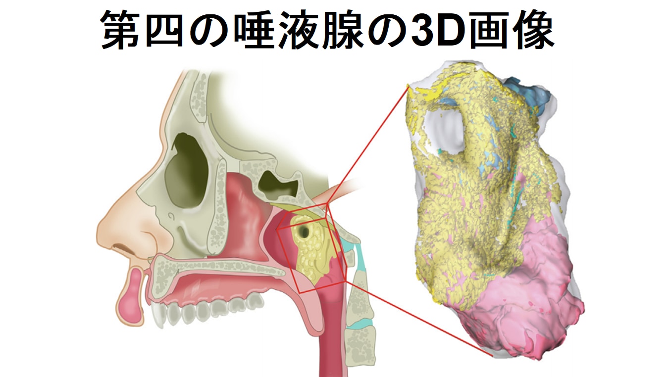新しい臓器は第4の唾液腺であり、口や喉に唾液を供給する蛇口の役割をしていた