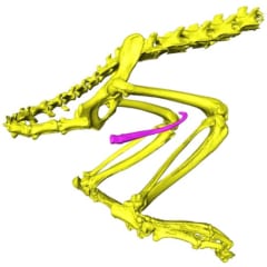 ペニスの骨は体の骨と接続していない独立した骨
