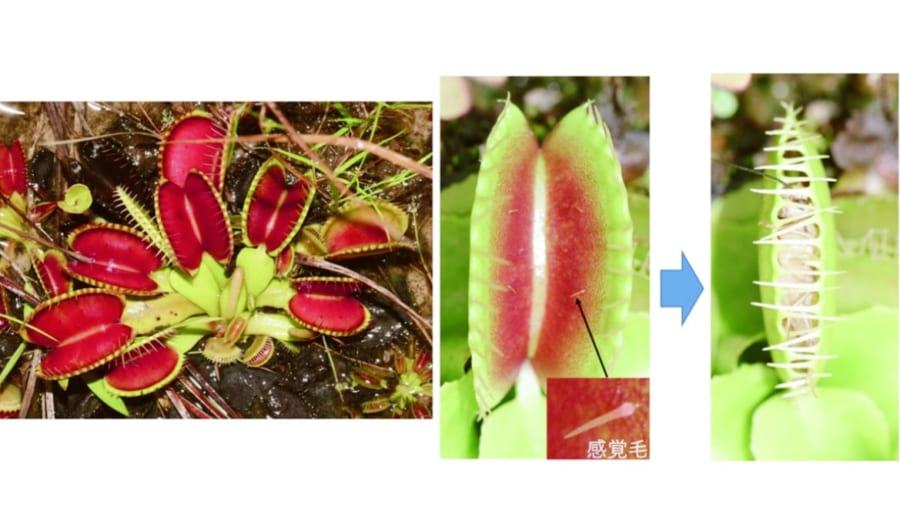 食虫植物ハエトリソウの”葉が閉じるメカニズム”を解明！30年前の仮説を日本の研究チームが実証