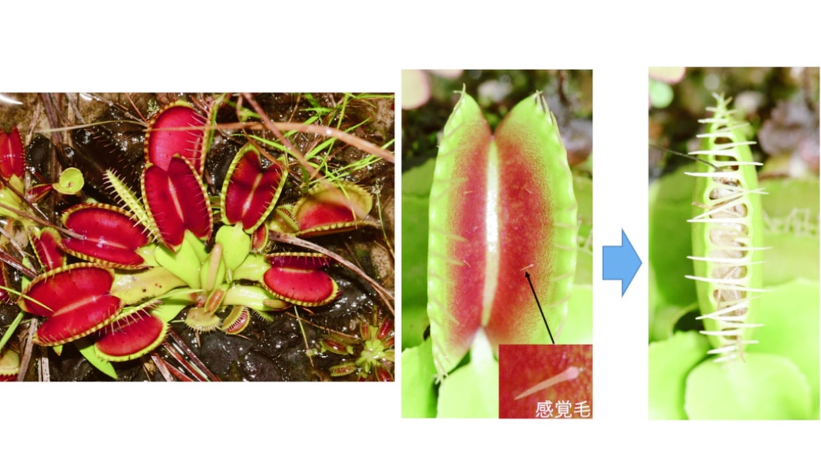 食虫植物ハエトリソウの 葉が閉じるメカニズム を解明 30年前の仮説を日本の研究チームが実証 ナゾロジー