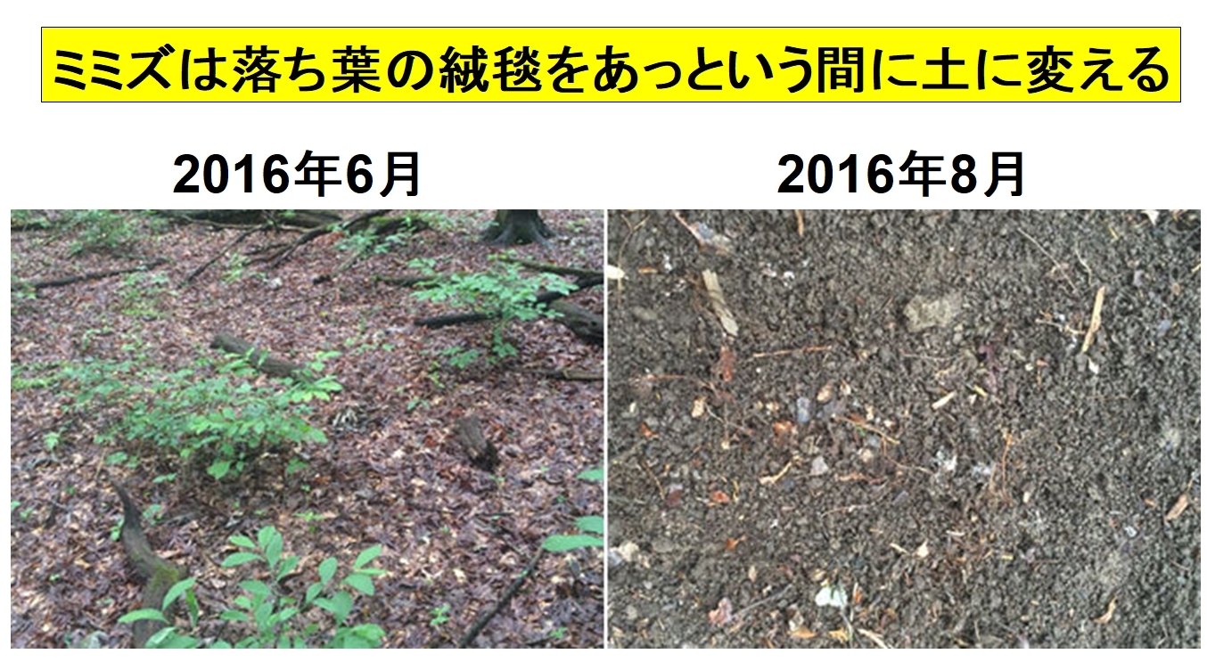 黒い落ち葉の層が分解され、2カ月後には全て茶色い土になってしまった
