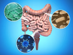 ヒトの腸内の細菌。