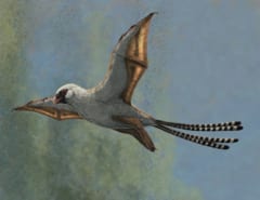 翼を持った小型の恐竜「アンボプリテクス」の想像図。