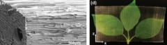 (左)バルサ木材の走査型電子顕微鏡画像 , (右)透明木材