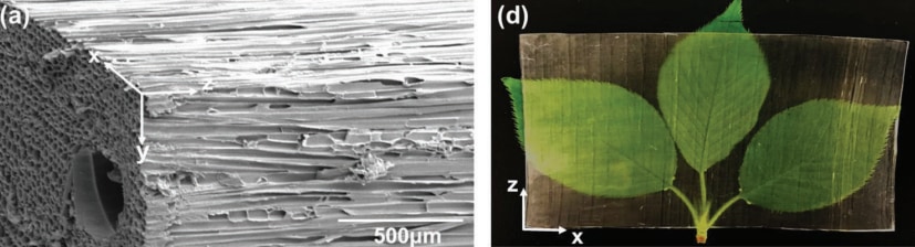 (左)バルサ木材の走査型電子顕微鏡画像 , (右)透明木材