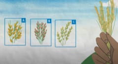 米の品種改良が温室効果ガスを減らし、収穫量を増加させている