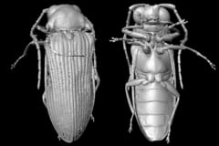 琥珀に保存された9900万年前の昆虫をデジタル状で再構築
