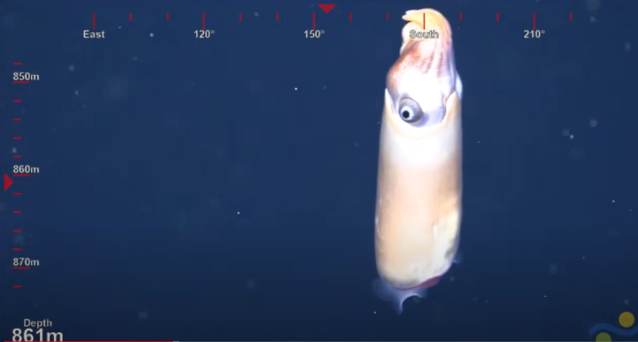 体の中にアンモナイト？深海の奇妙なイカ「トグロコウイカ」が初めて撮影され、科学者が大興奮