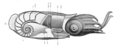 トグロコウイカの殻の位置を示した断面図。