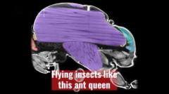 女王アリの場合、翅のための筋肉（紫）が胸部の大部分を占める