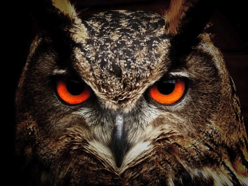フクロウの目は 暗視 を高める特殊なdna配置を持っていた 夜行性の霊長類に近い進化 ナゾロジー