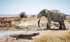 アフリカのワニは600万年前にスペインに渡っていた？