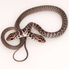 双頭のヘビは「ドス」と命名