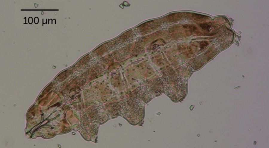 新種のクマムシ（Paramacrobiotus tardigrade）の写真。赤い粒子の部分が紫外線を吸収して光ると考えられる