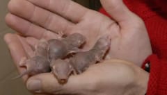 ハダカデバネズミは離乳前にさらわれると他の巣の労働者として生きるようになる