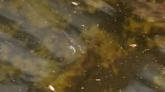 カエルを食べるオタマジャクシ（画面中央）