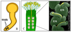 花粉は花粉管を伸ばし、胚珠に精細胞を注入する
