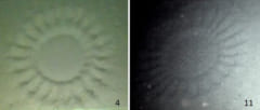 オーストラリアの海底で見つかったサークル