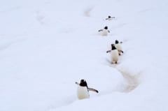海とコロニーを結ぶジェンツーペンギンたちの小道、ペンギン・ハイウェイ。