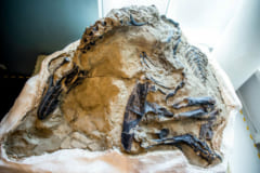 ティラノサウルスの全身骨格が保存されている