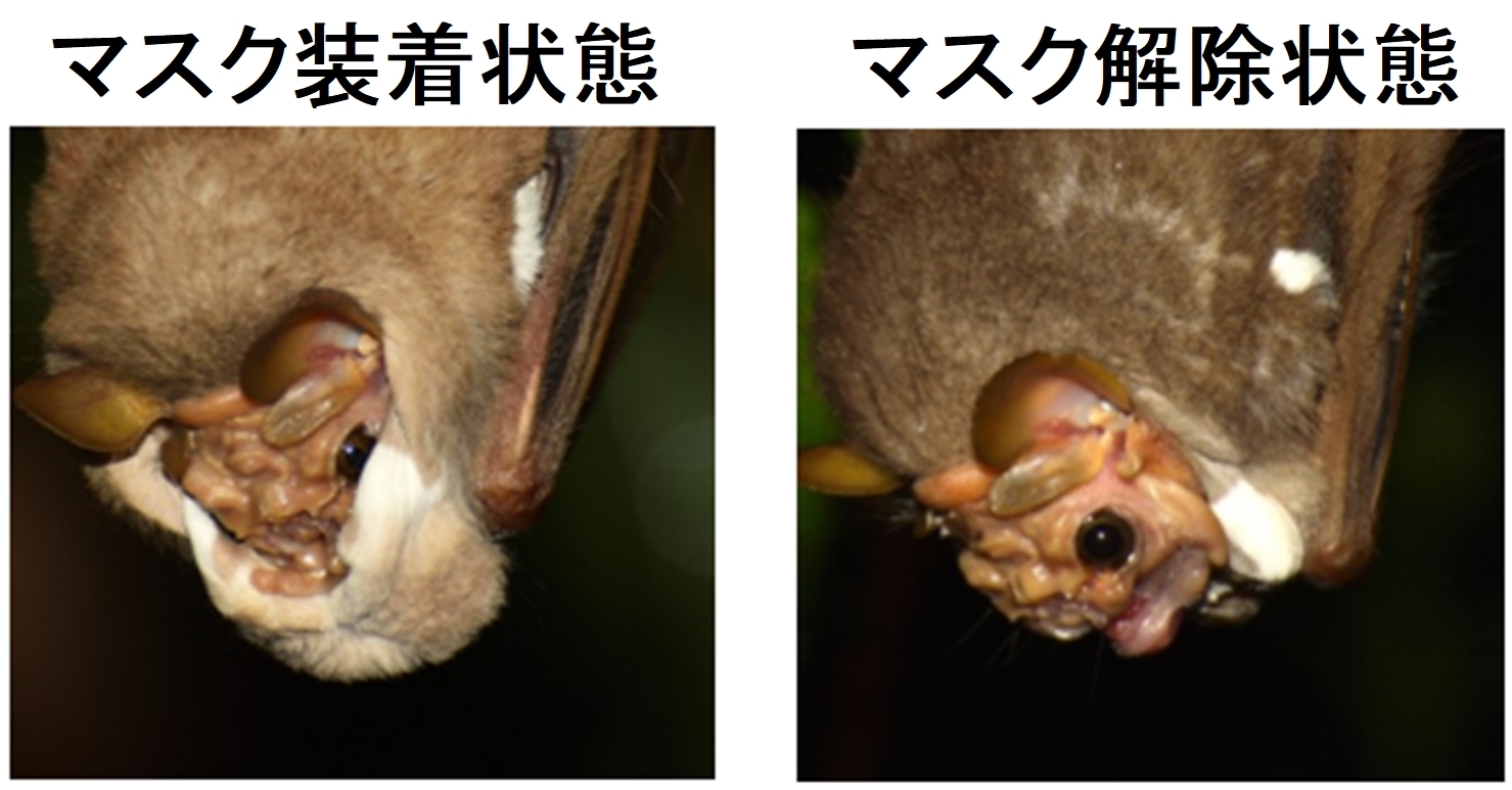 動物もマスクを着用 交尾のときにマスクをつけ外しする奇妙なコウモリの画像 ナゾロジー