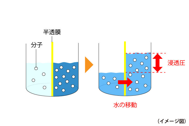 浸透圧のイメージ図