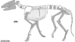 「ウマとサイは仲間」インドにあった化石から”共通の祖先”を復元、ウマのルーツが明らかにの画像 2/5