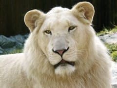 リューシズムのライオン（瞳の色は変化しない）