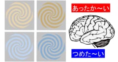 脳は色ごとに異なる磁気反応をしめした