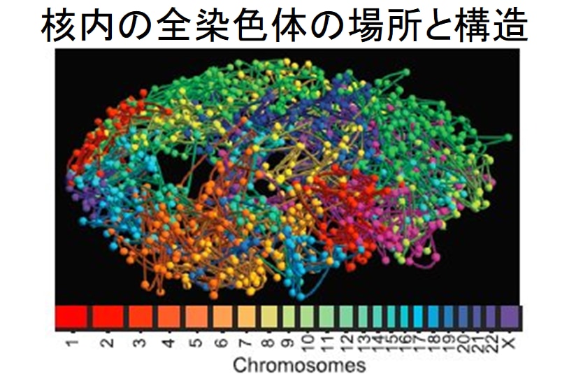 染色体は核内全体で複雑な展開をしている