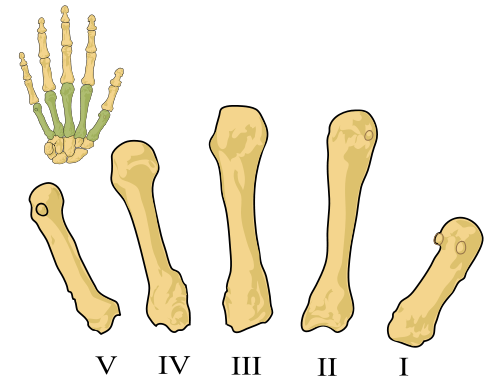 ヒトの第一中手骨（右端）