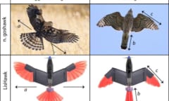 新ドローンはオオタカのように翼と尾を変形させて飛ぶ