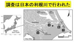 調査は日本の利根川で行われた