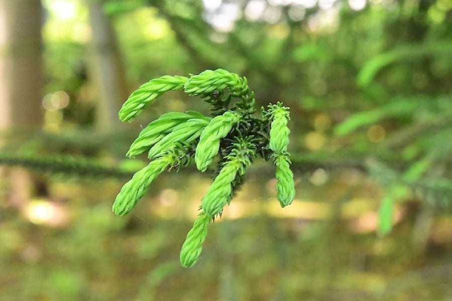 杉の新芽。棘のような葉や鱗のような針葉樹の葉は、強い消化器官がないと食べることが難しい。