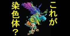 超解像顕微鏡法を使用して作成されたクロマチンの多色画像