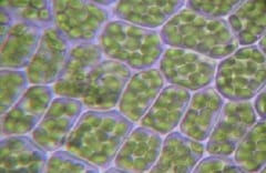 「細胞壁」に仕切られた植物の細胞