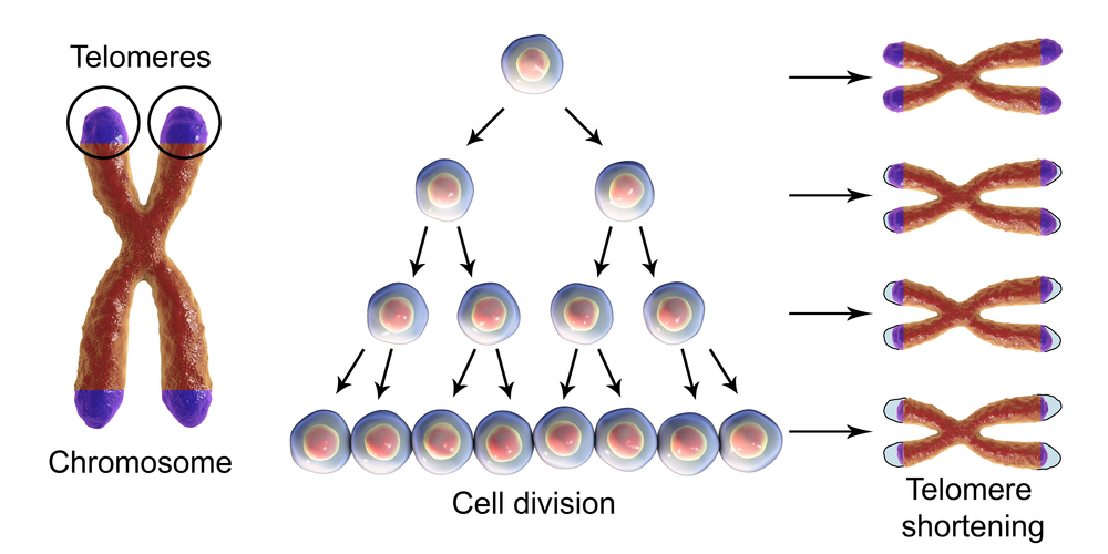 細胞分裂するごとにテロメアは短くなる