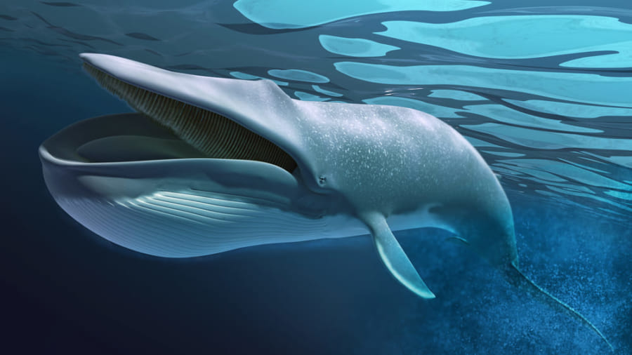 巨大なクジラはがんにならない 未解決問題 ピートのパラドックス が起こる理由とは ナゾロジー