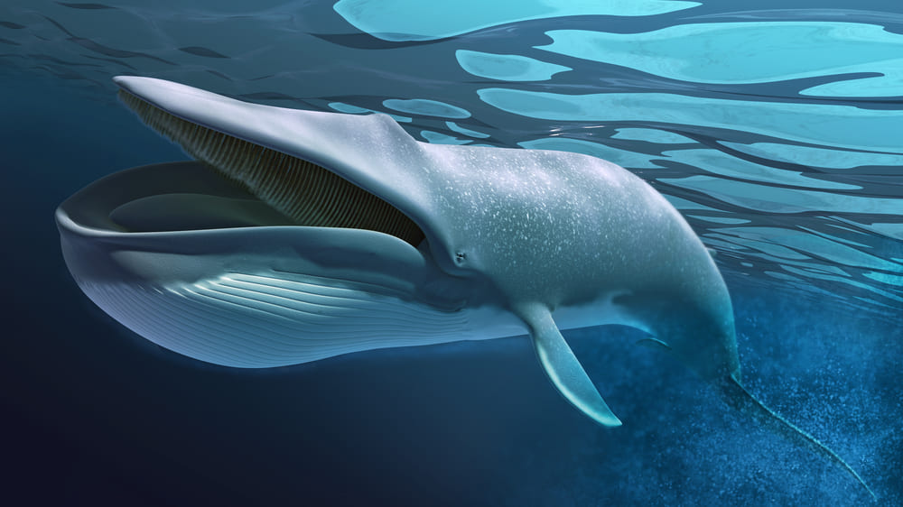 人間の3000倍の細胞を持つシロナガスクジラはがんにほとんどならない