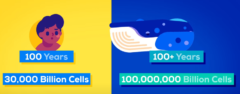 シロナガスクジラは人間の3000倍もの細胞を持つ