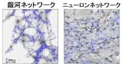 銀河とニューロンのネットワークは数学的に類似している