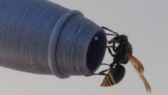 オーストラリアの飛行機がハチの巣作りによって止められていた