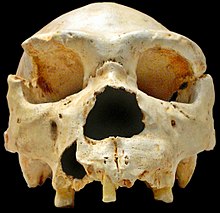 洞窟内で見つかったホモ・ハイデルベルゲンシスの頭蓋