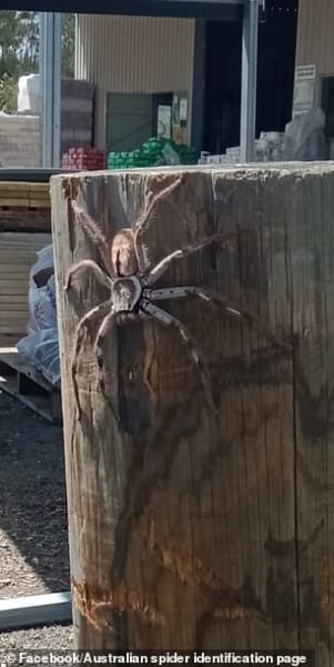 オーストラリアの庭先で見つかったクモ