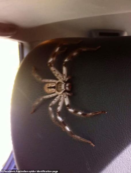 オーストラリアの車内で見つかったクモ