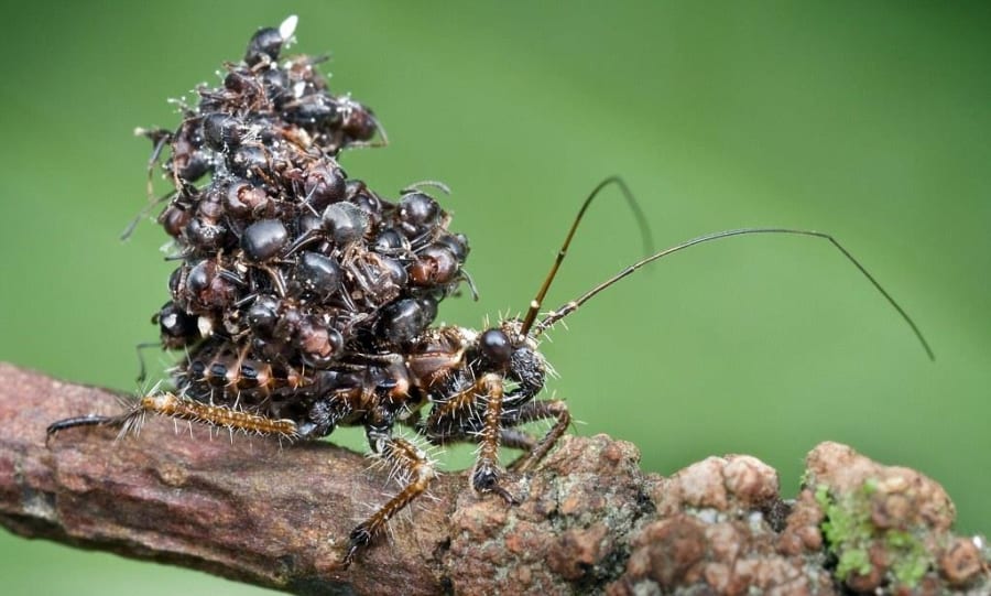 暗殺虫 アサシンバグ の異名をもつムシの恐るべき習性とは アリの死体を山積みにして背負うワケ 画像注意 ナゾロジー